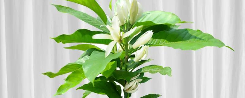 白兰花的养殖方法，生长环境必须有充足的阳光