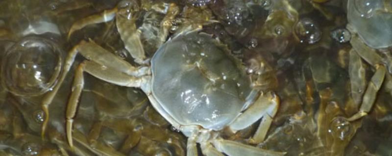 河蟹在家怎么养，一定要注入干净的河水