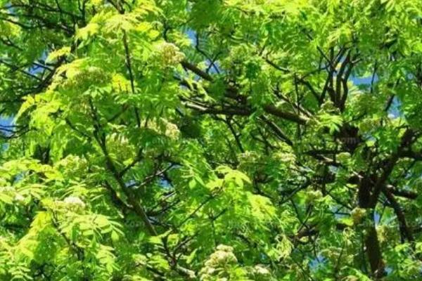 白蜡能嫁接哪些植物，可嫁接桂花、茉莉、水曲柳等