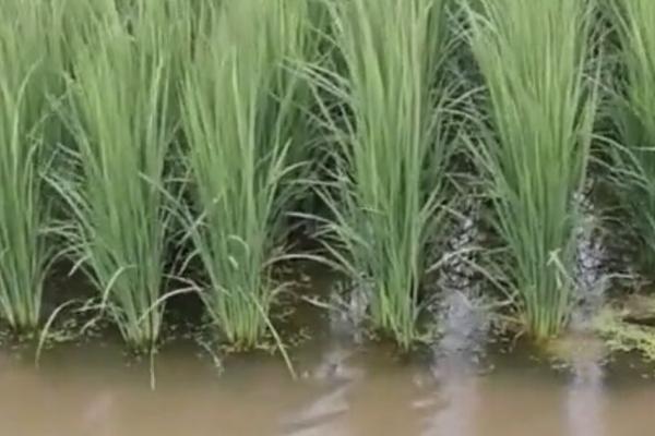 虾稻田除草常用什么药，可选择丁草胺