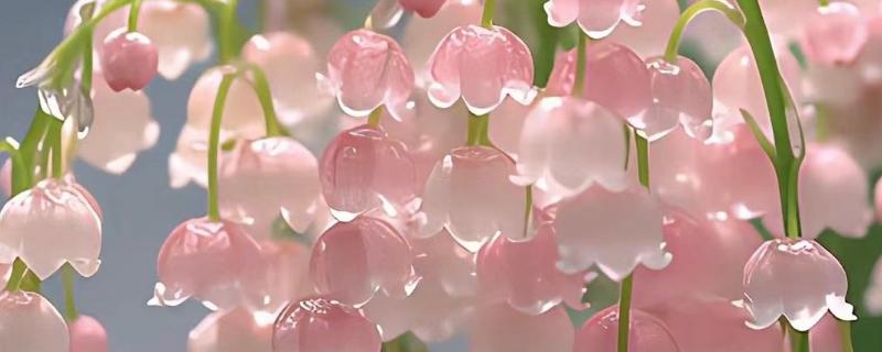 铃兰花的花语是什么，不同颜色的花语不同