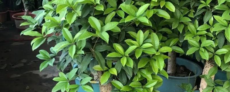 桂花树掉叶原因，可能是烂根、湿度不足、缺水或水分过多等因素造成