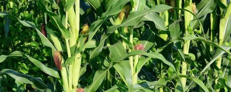 农大372玉米种简介，淮海夏玉米区出苗至成熟103天