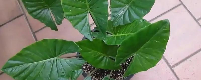 滴水观音小苗的养护方法，需要勤浇水