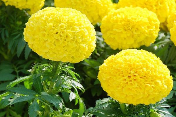 怎么养万寿菊，生长适宜温度为13-25℃