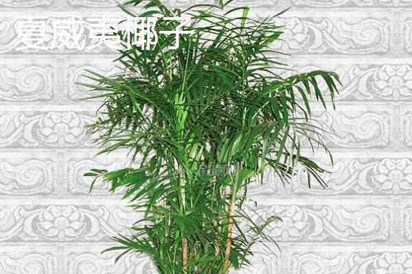 散尾葵和夏威夷椰子的区别，茎秆、叶片和生长习性均不同