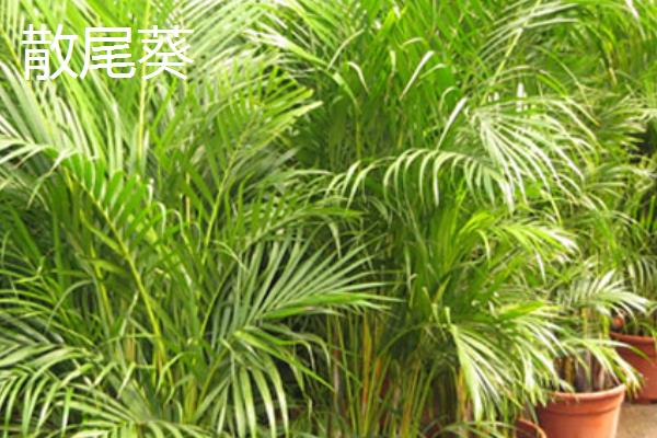 散尾葵和夏威夷椰子的区别，茎秆、叶片和生长习性均不同