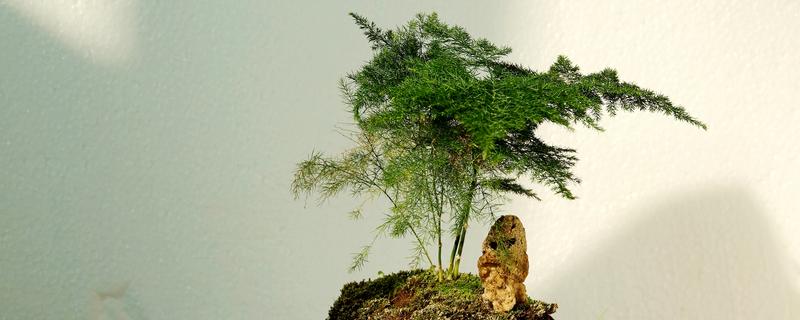 冬天怎么养护文竹，可半个月施一次稀释过的肥料