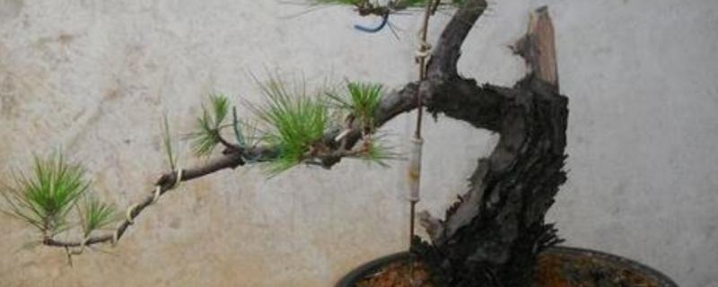 松树下山桩如何保活，根部要保证完整