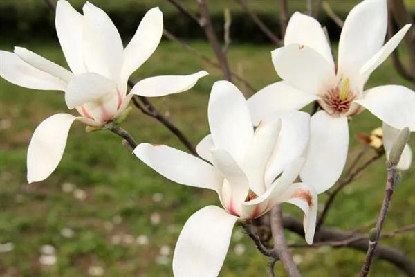 玉兰花的寓意，寓意纯洁天真、知恩图报等