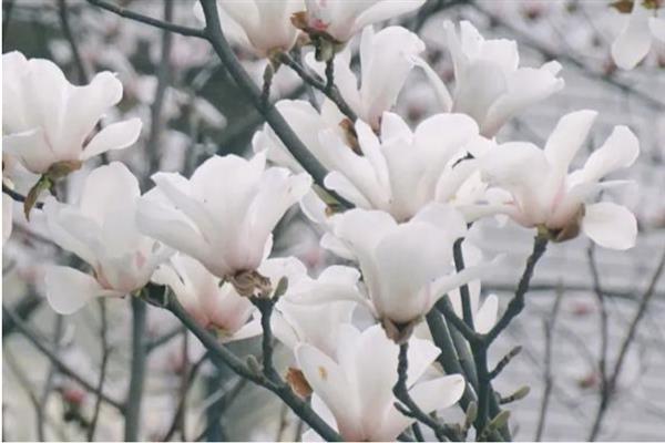 玉兰花的寓意，寓意纯洁天真、知恩图报等