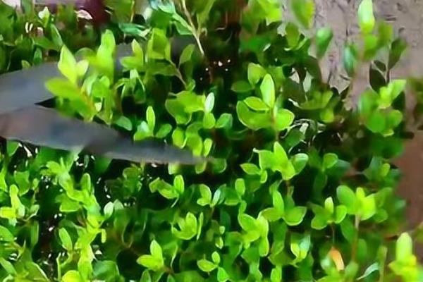 杜鹃花的开花季节，在春季4-6月份开花