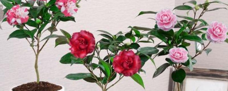 茶花怕不怕冻，茶花是非常怕冻的
