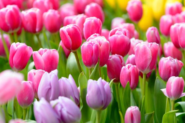10朵郁金香的花语是什么，寓意十全十美、永远的爱等