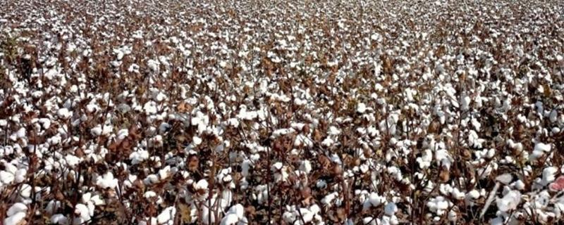 新疆棉花什么季节收获，新疆棉花一般在8-10月份采摘