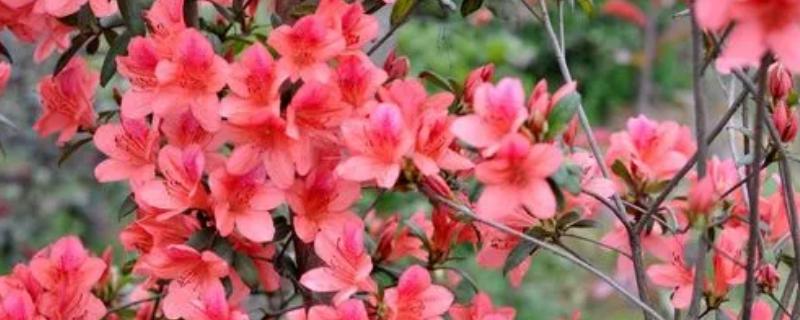 啼血杜鹃的简介，属于杜鹃花目、杜鹃花科灌木