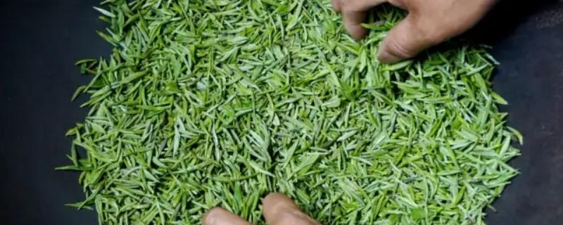 毛尖茶是绿茶吗，毛尖茶是绿茶