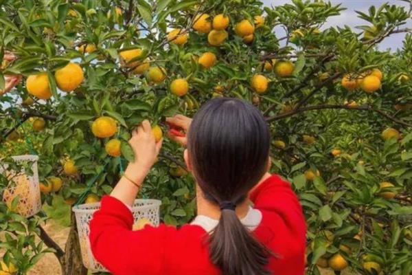 柑橘为什么浮皮，果实大、施肥或采收过晚、降雨过多等因素均会导致