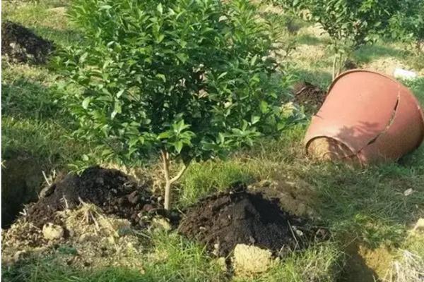 柑橘为什么浮皮，果实大、施肥或采收过晚、降雨过多等因素均会导致