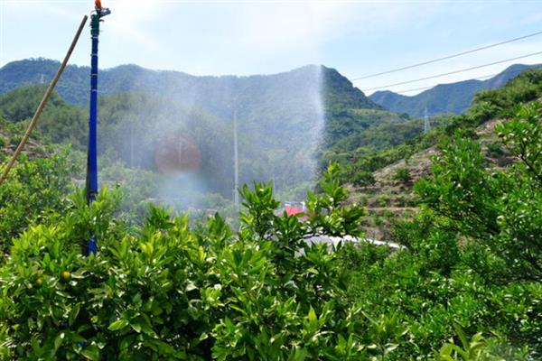 柑橘为什么浮皮，果实大、施肥或采收过晚、降雨过多等因素均会导致