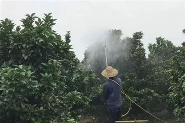 柑橘为什么浮皮，果实大、施肥或采收过晚、降雨过多等因素均会导致