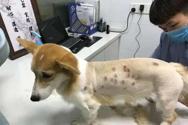 狗狗感染钩虫的症状，通常表现为体型消瘦、胃肠功能紊乱等