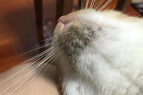 猫咪黑下巴有什么表现，症状较轻时会出现发红、掉毛等症状