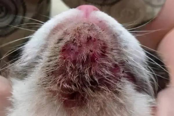 猫咪黑下巴有什么表现，症状较轻时会出现发红、掉毛等症状