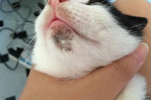 猫咪黑下巴有什么表现，症状较轻时会出现发红、掉毛等症状