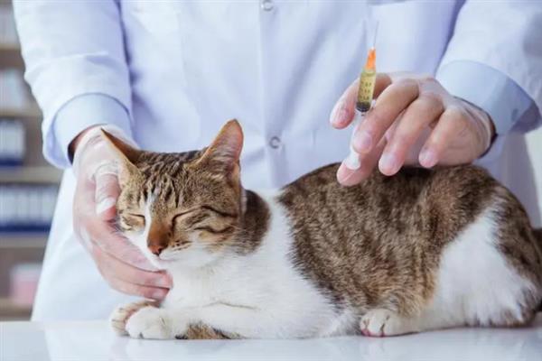 猫咪黑下巴有什么表现，症状较轻时会出现发红、掉毛等症状