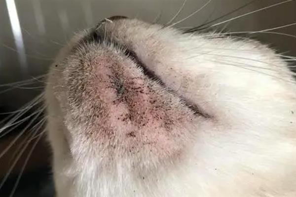 猫咪黑下巴有什么表现，症状较轻时会出现发红、掉毛等症状