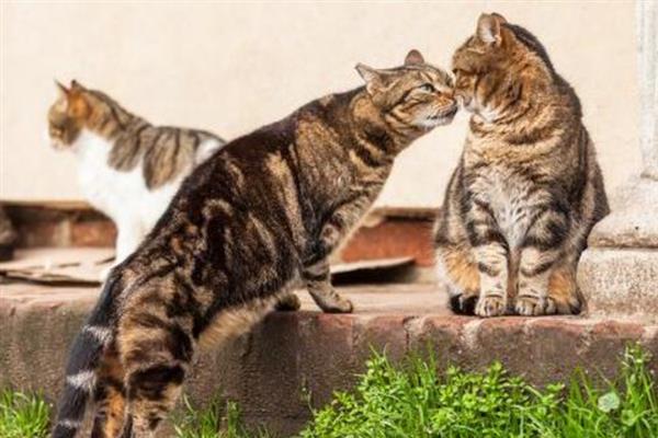 猫咪黑下巴有什么表现，症状较轻时会出现发红、掉毛等症状