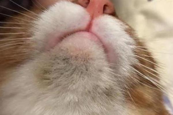 猫咪黑下巴有什么表现，症状较轻时会出现发红、掉毛等症状