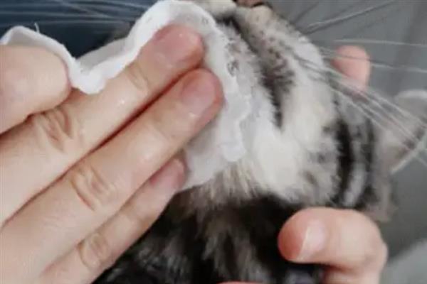 猫咪黑下巴有什么表现，症状较轻时会出现发红、掉毛等症状