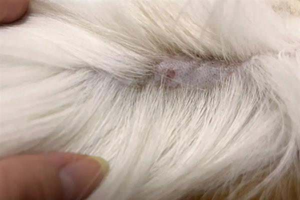 猫咪黑下巴有什么表现，症状较轻时会出现发红、掉毛等症状