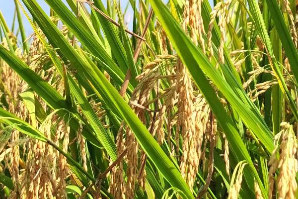 深优9723水稻品种简介，每亩有效穗数16.0万