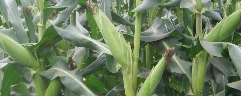 玉草2号玉米品种简介，(1)播种期