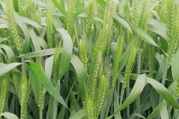 新冬30号小麦种子特点，全生育期灌水4～5次