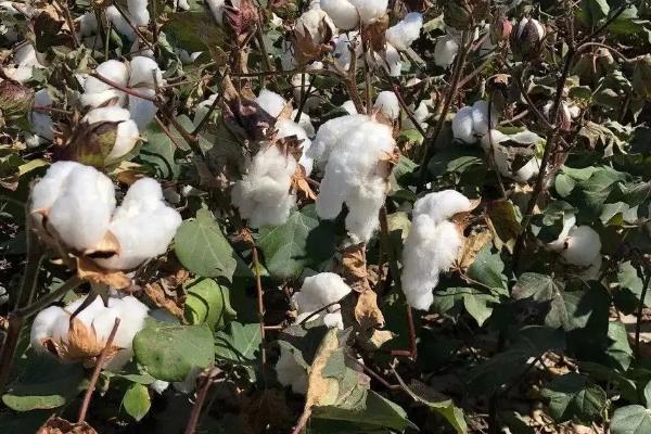 农大棉8号棉花品种简介，种植密度3300株/亩左右