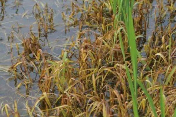 T78优07水稻种子特征特性，每亩有效穗数18.8万