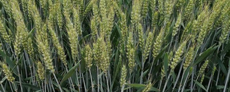 山农15号(原代号山农8049)小麦种子介绍，及时防治蚜虫