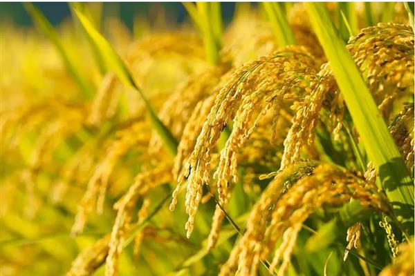 东北粳稻的价格为什么难涨，主要有以下6个原因