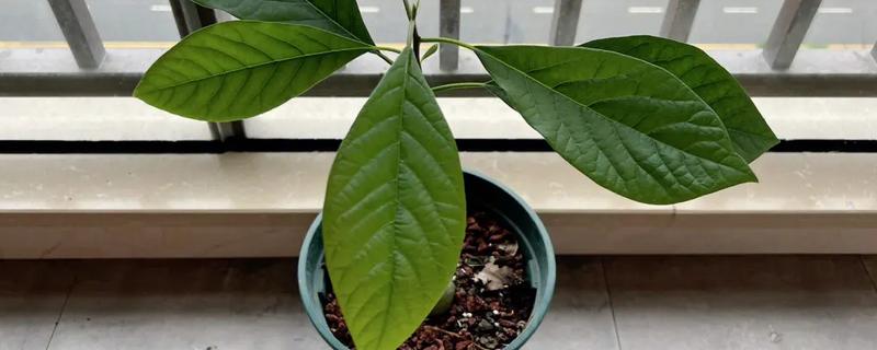 牛油果盆栽结果所需时间，大概为5年左右