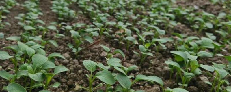 雨前还是雨后适合种菜，雨前种植容易造成生长不良