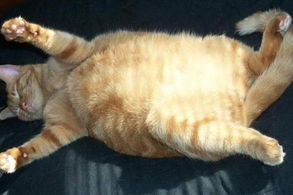 猫咪肥胖的危害，容易中暑、寿命会有所缩短