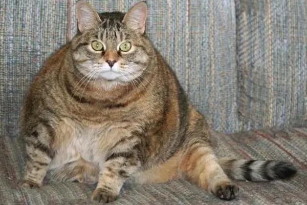 猫咪肥胖的危害，容易中暑、寿命会有所缩短