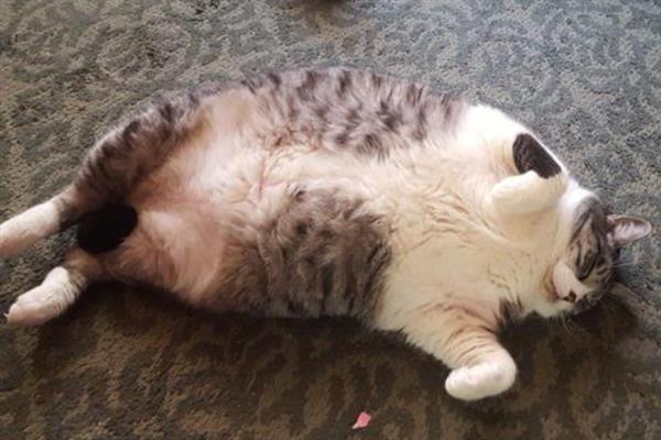 猫咪肥胖的危害，容易中暑、寿命会有所缩短