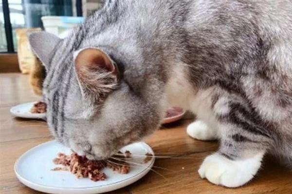 猫咪肥胖的危害，容易中暑、寿命会有所缩短