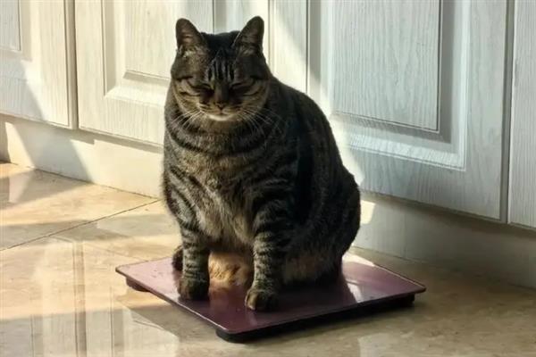 猫咪肥胖的危害，容易中暑、寿命会有所缩短