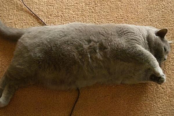 猫咪肥胖的危害，容易中暑、寿命会有所缩短